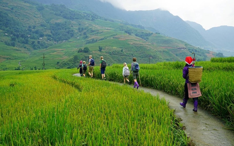 Sapa