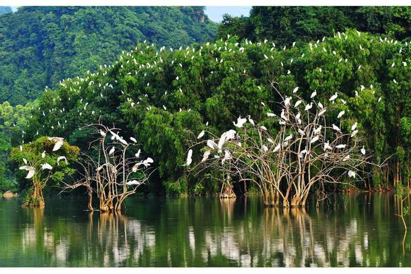 Jardín de aves Thung Nham
