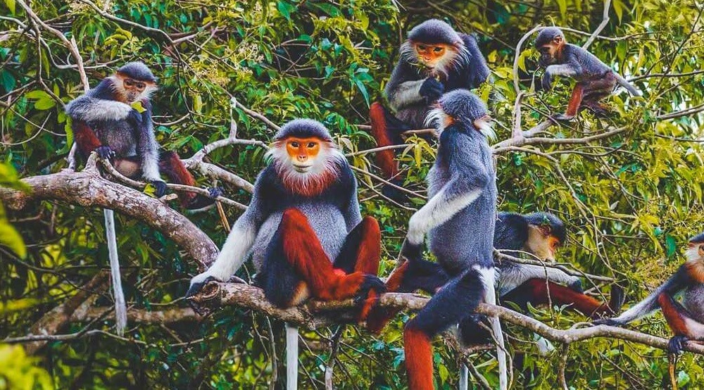 Parque Nacional Cuc Phuong