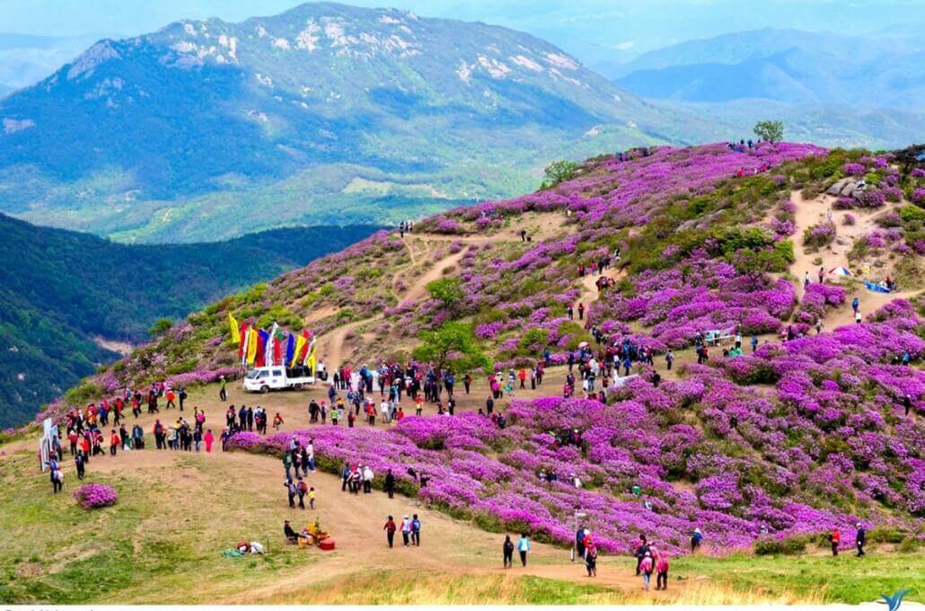 Bosque de rododendros Sapa